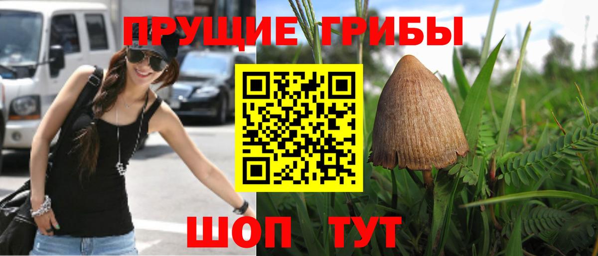 Псилоцибиновые грибы Psilocybe Щёкино
